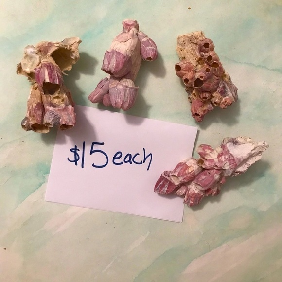 Custom shell bundle — PLEASE READ - Picture 11 of 13